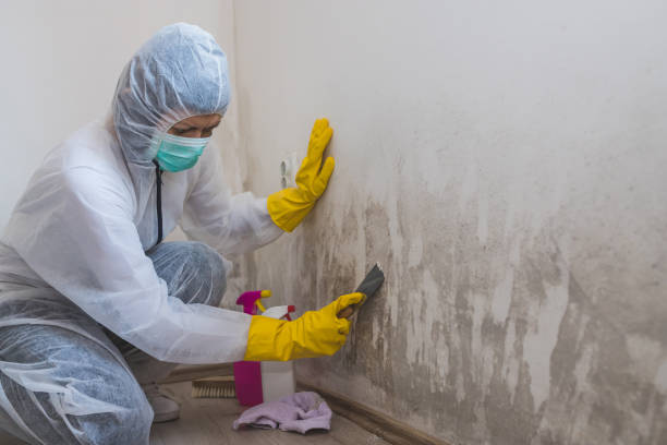 Best Post-Flood Mold Remediation in Tonka Bay, MN