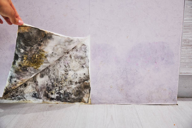 Best Mold Remediation for Specific Building Types in Tonka Bay, MN